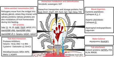 Corrigendum: Understanding Tick Biology and Its Implications in Anti-tick and Transmission Blocking Vaccines Against Tick-Borne Pathogens